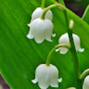 Meet your Posher, Susannah